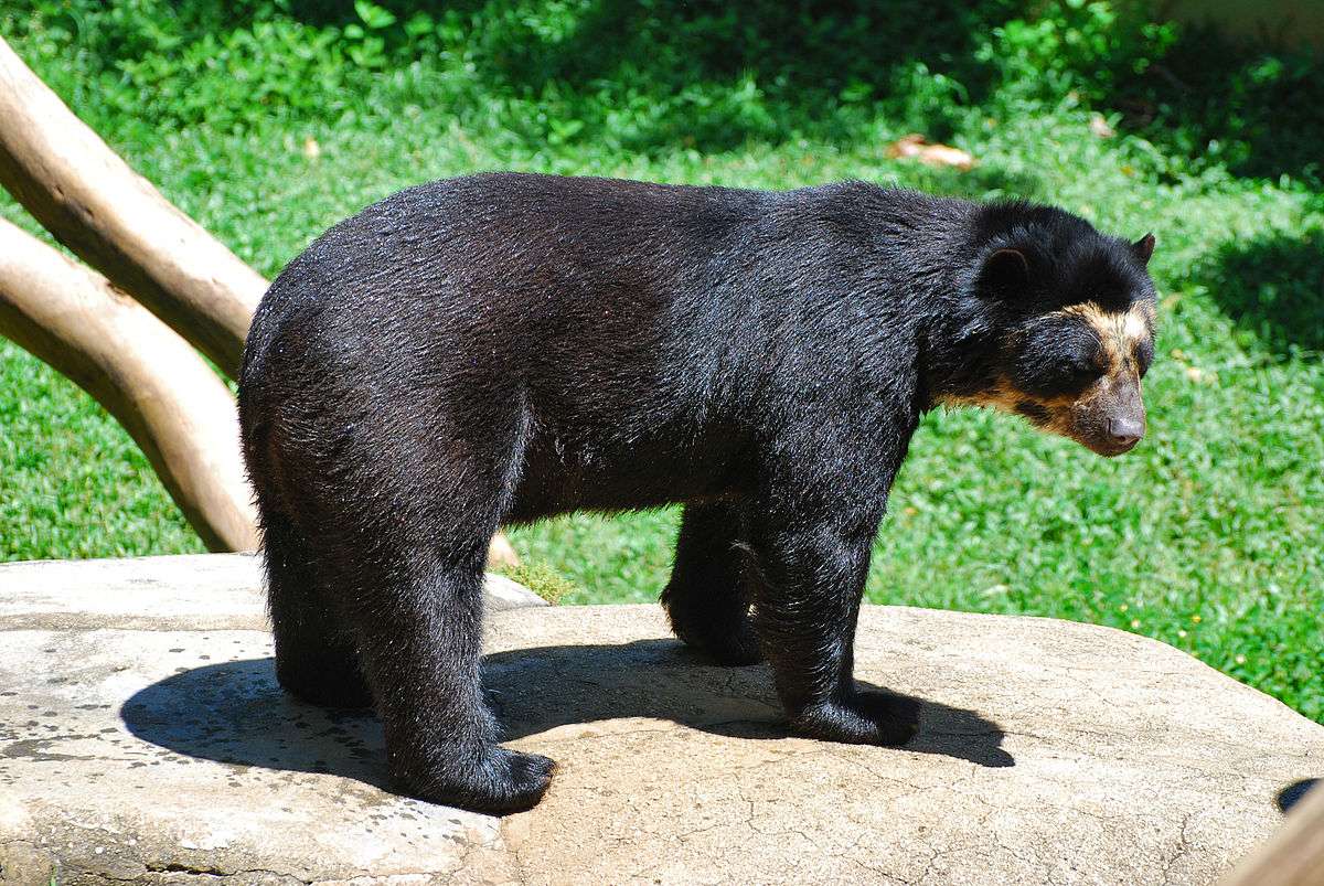 okulary niedźwiedzie puzzle online