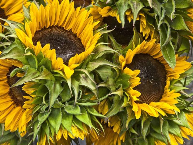 Słoneczne piękne słoneczniki puzzle online