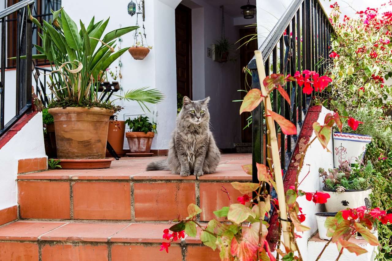 Kotek na schodach wejściowych do domu puzzle online