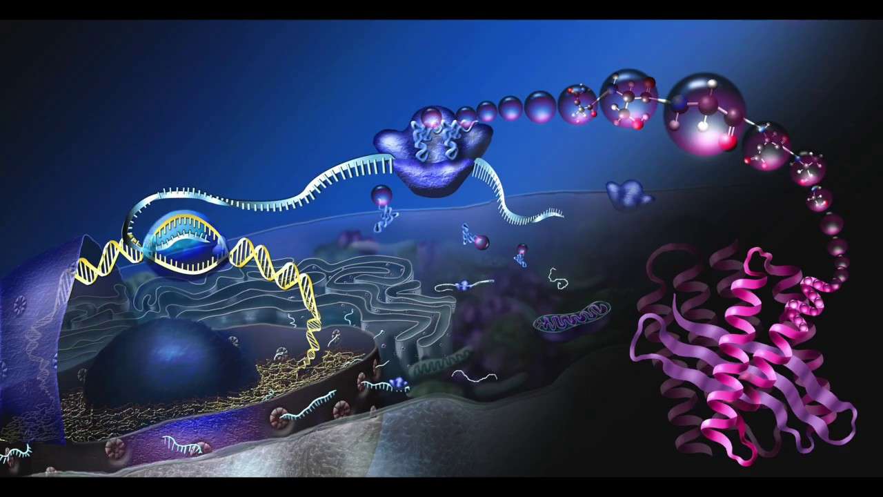 Biologia molekularna puzzle online