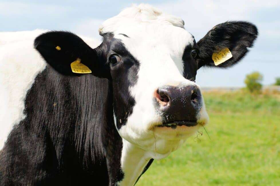 krowa na farmie puzzle online