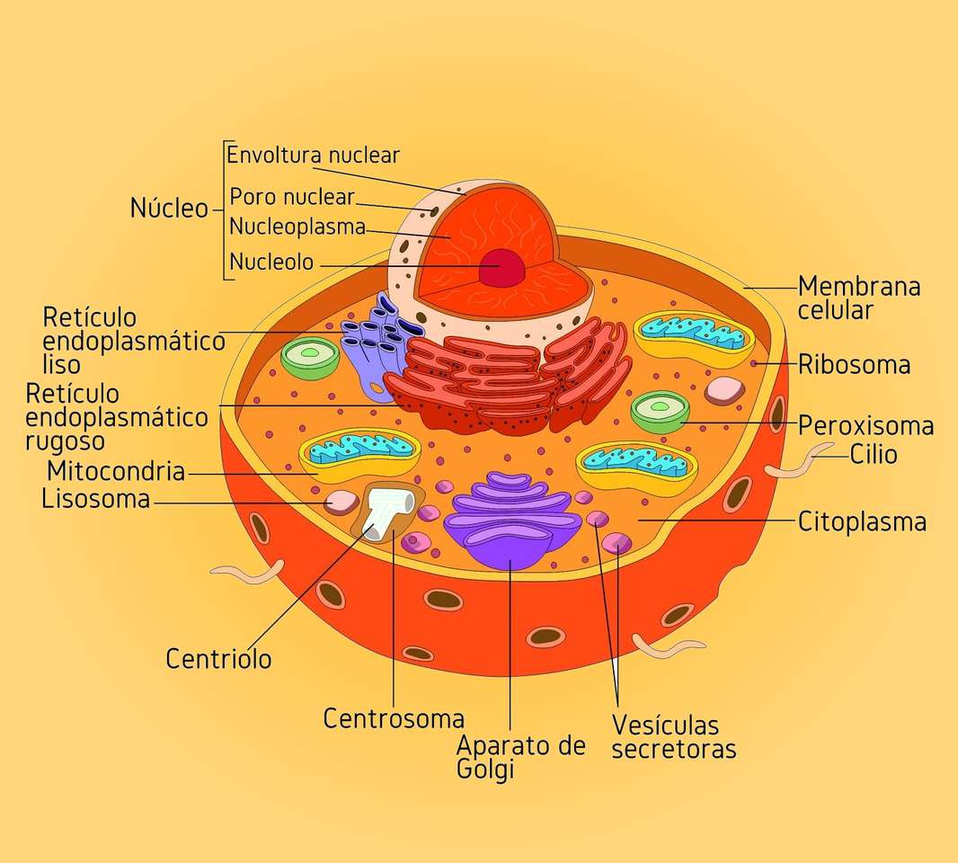 Eukariotyczna komórka zwierzęca lub Vegeta i prokariotyczna puzzle online