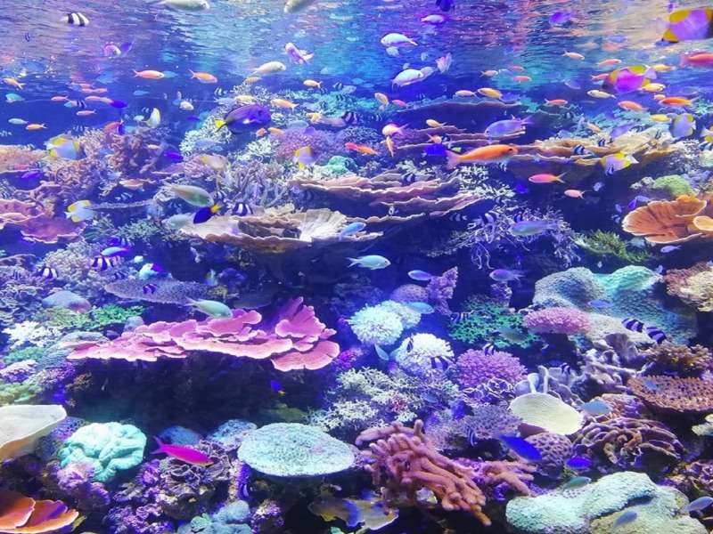 Przecudna rafa koralowa puzzle online