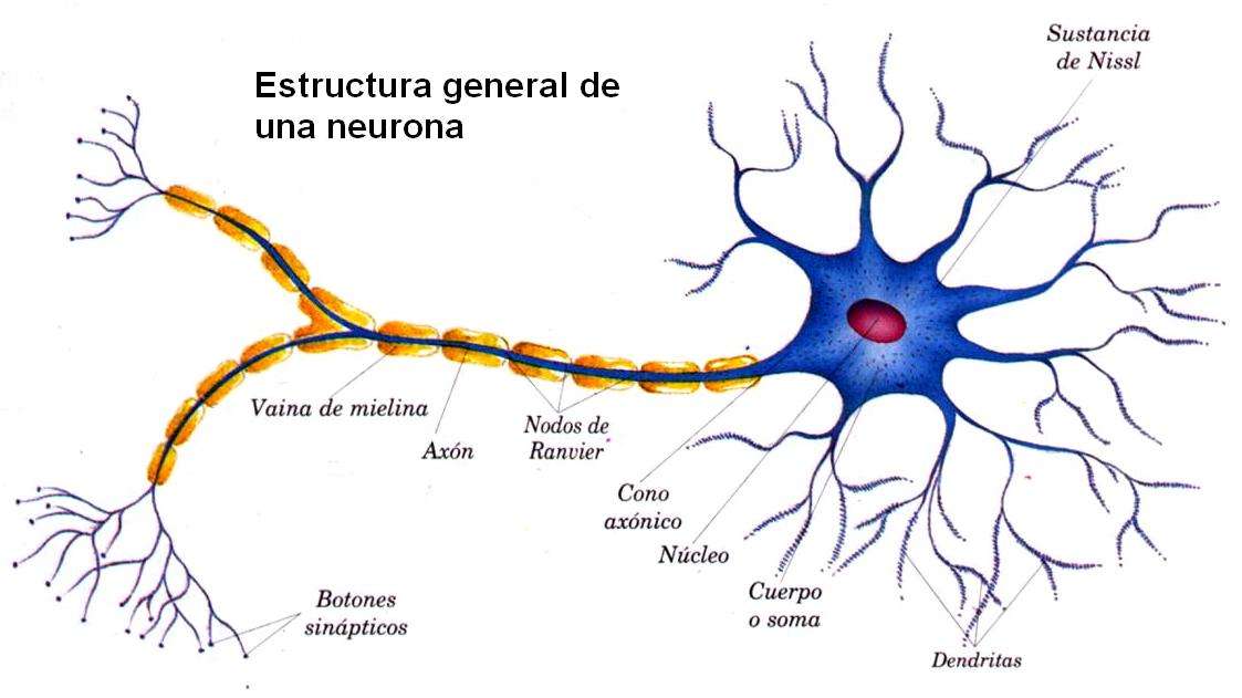 neurony puzzle online