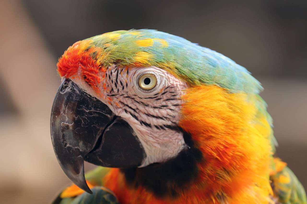 Kolorowe pióra papugi puzzle online