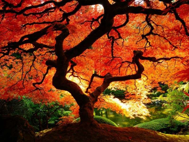 Ogniste jesienne drzewko, coś pięknego puzzle online