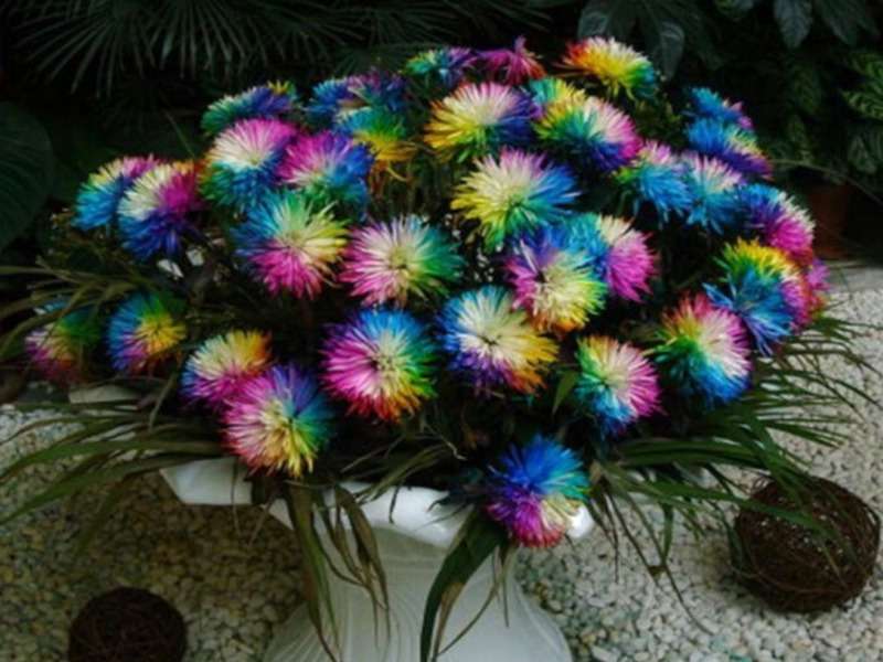 Tęczowe chryzantemy -Rainbow-Chrysanthemum puzzle online