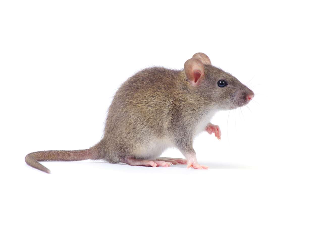 Szczur, mysz puzzle online