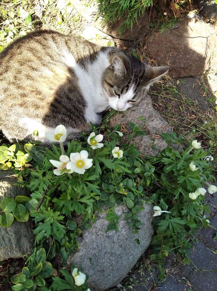 Kot leżące na trawie puzzle online