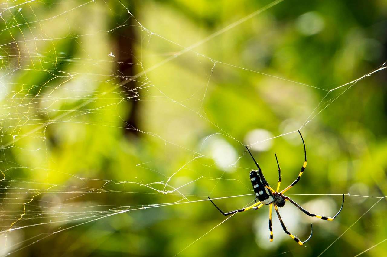 pająk w sieci puzzle online