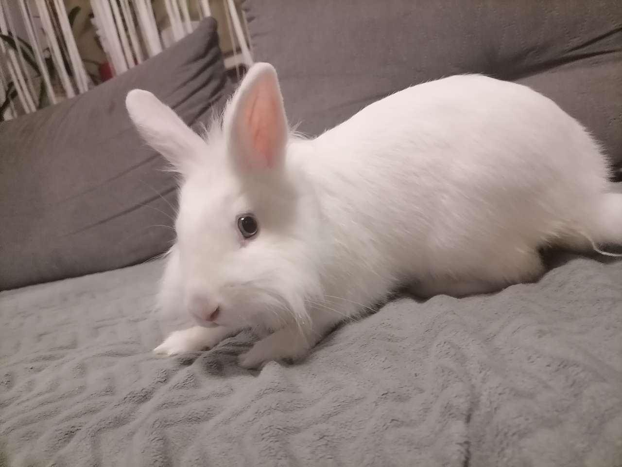 Cute Bunny królik puzzle online