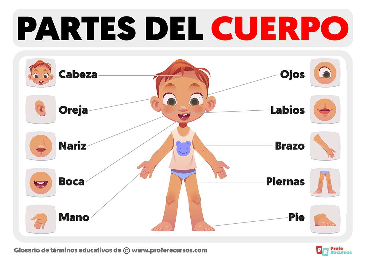 Ejercicios De Las Partes Del Cuerpo Para Niños