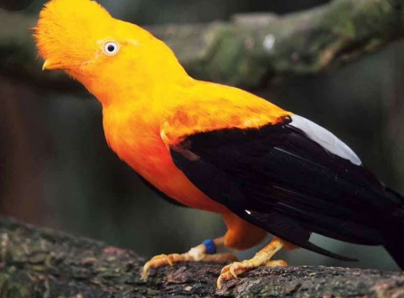 żółty czubaty ptak puzzle online