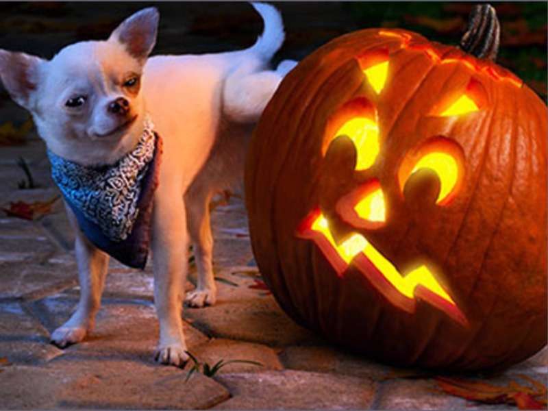 Ha ha ha, przerażona dynia Halloweenowa puzzle online