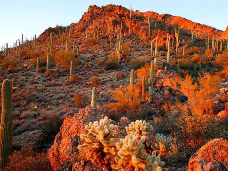 Autumn In Arizona-Jesień w Arizonie wśród kakpusów puzzle online