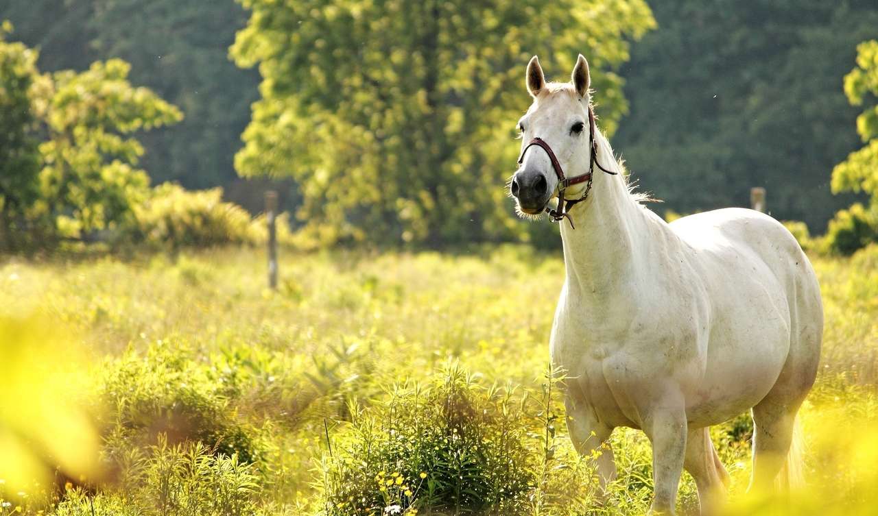 Dziki biały koń na łonie natury puzzle online