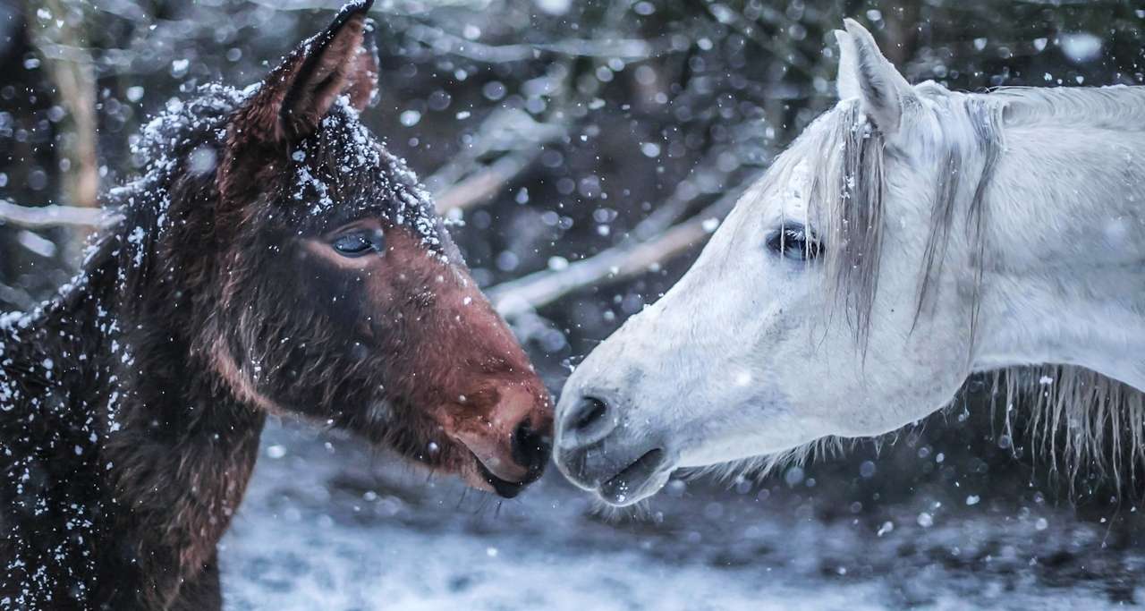 Dwa Konie i ich zimowa miłość puzzle online