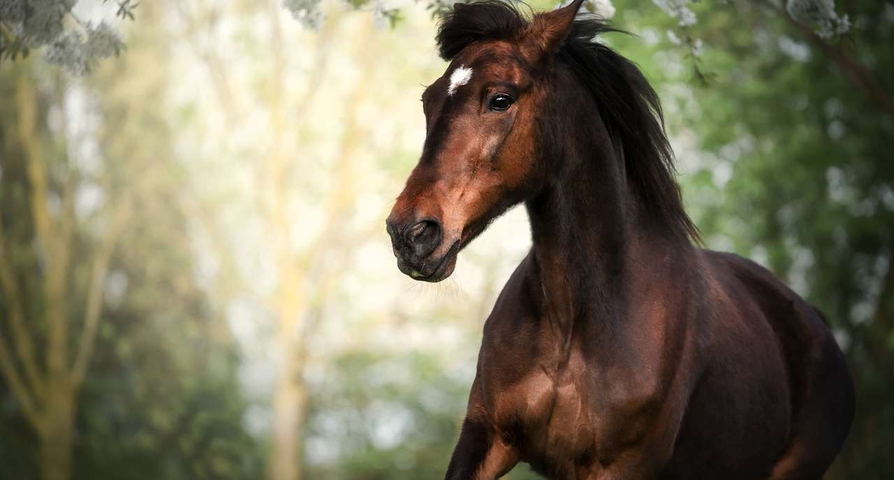 Czekoladowy piękny koń puzzle online