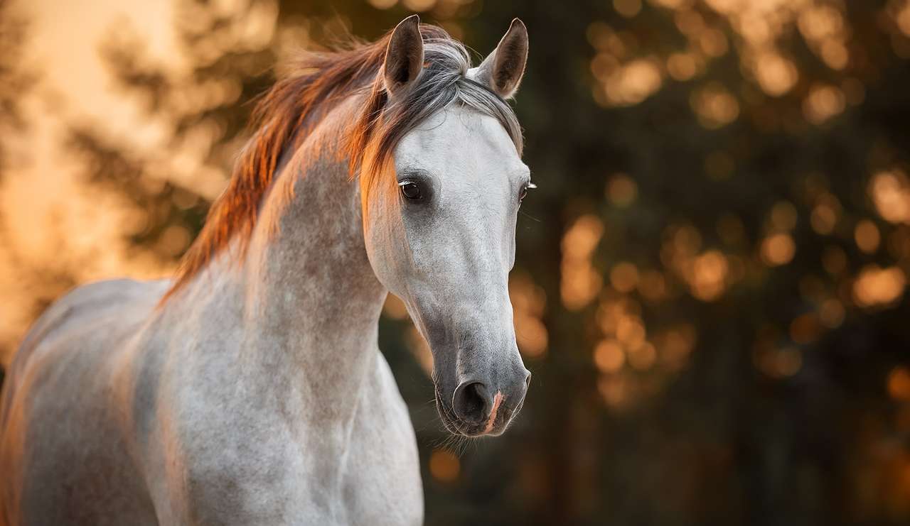 Biały cudowny koń na łonie przyrody puzzle online