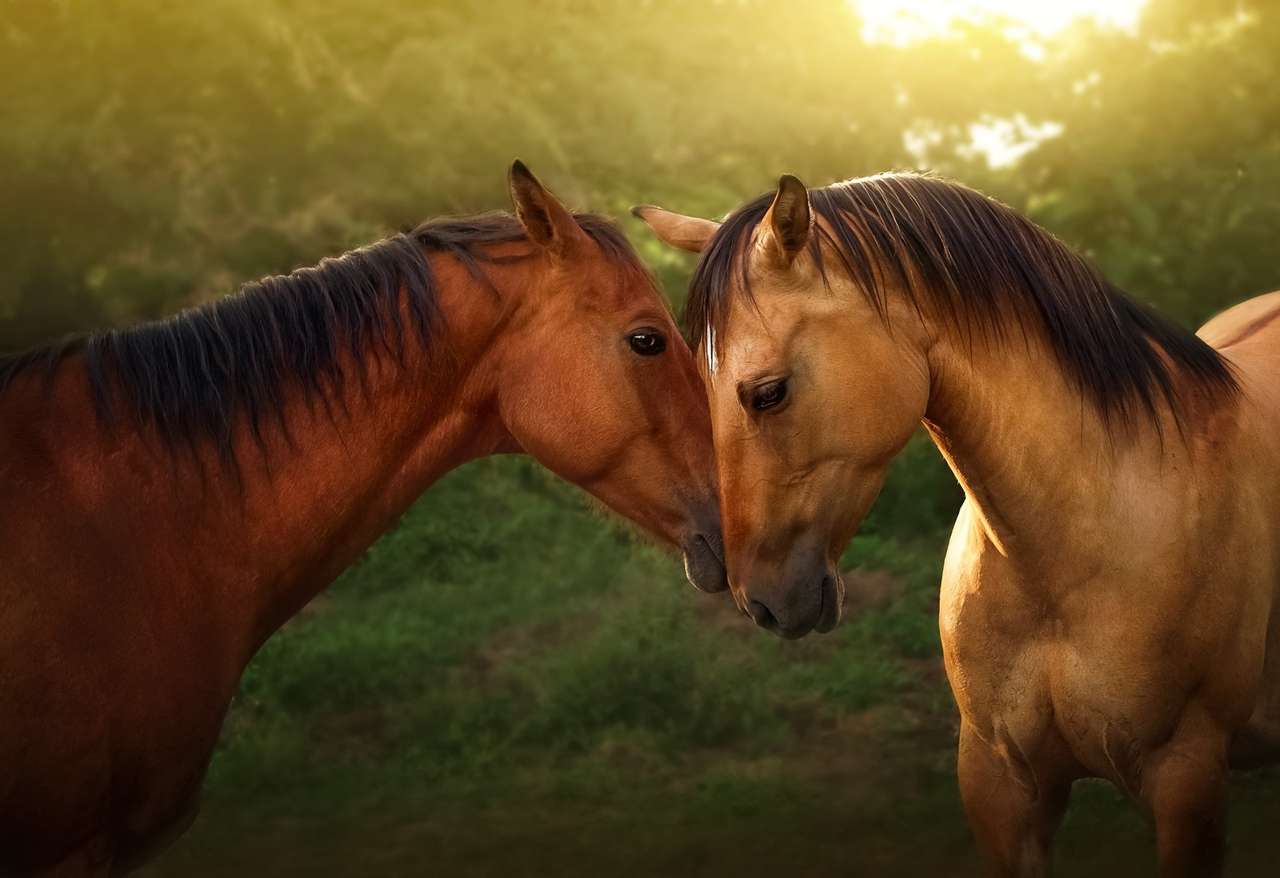 Dwa zakochane konie puzzle online