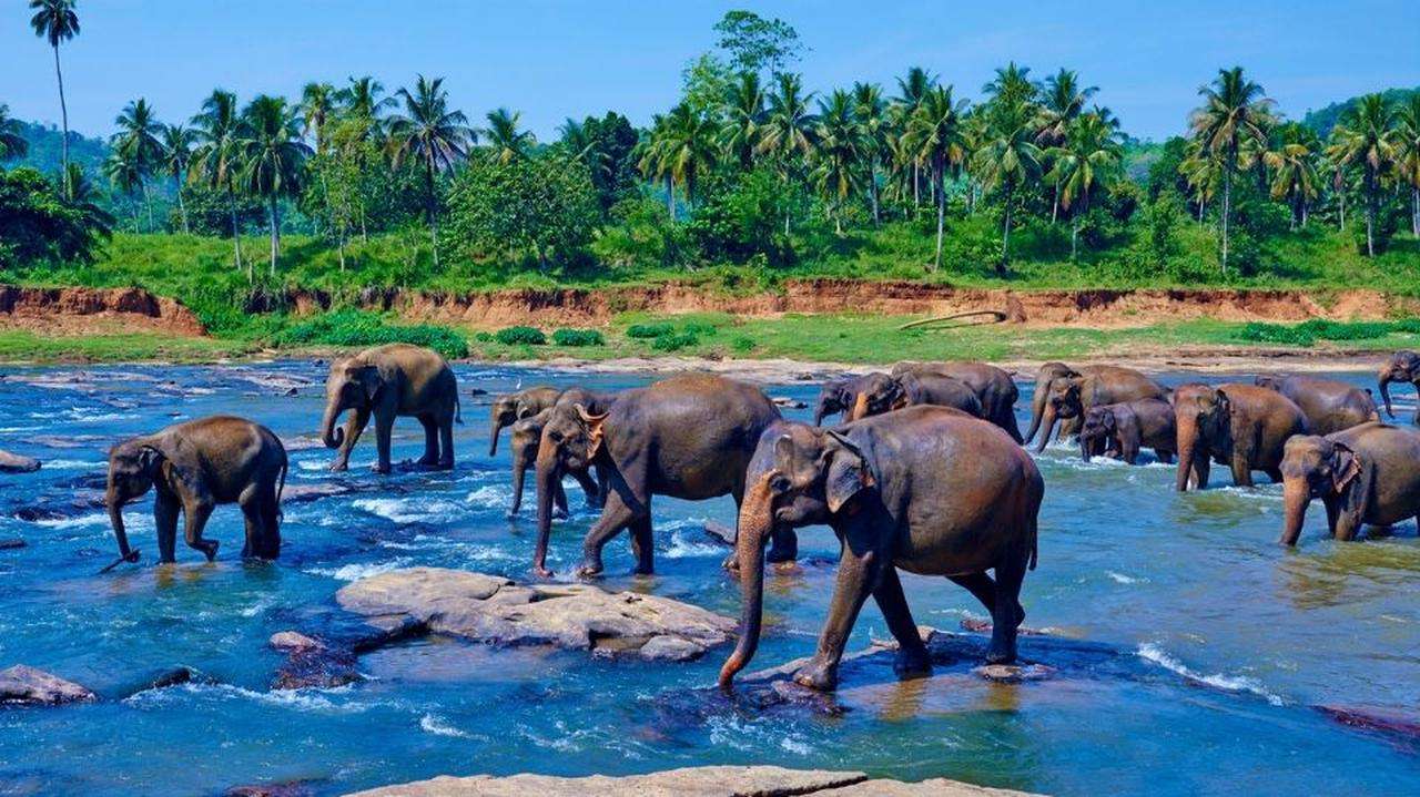 Słonie w Cejlonie puzzle online
