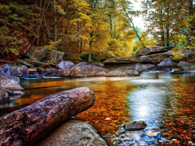 Forest Stream in October-Leśny potok, co za widok puzzle online