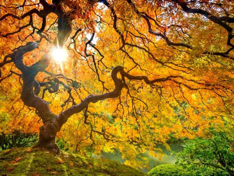 Golden autumn tree-Złote drzewo jesienią, no cudo puzzle online