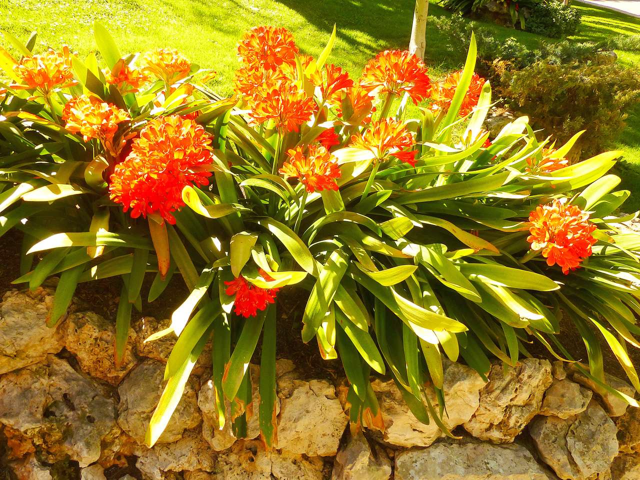 Kwiaty w ogrodzie skalnym puzzle online
