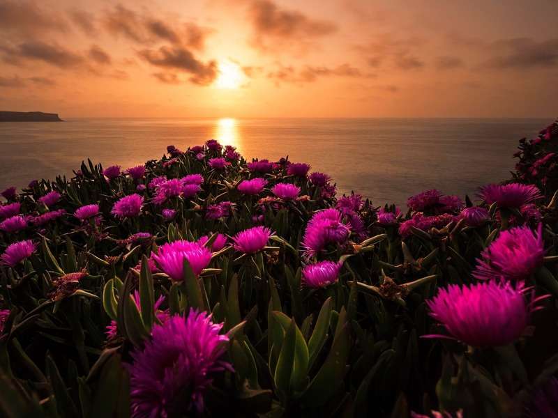 Piękne polne kwiaty o wschodzie słońca puzzle online
