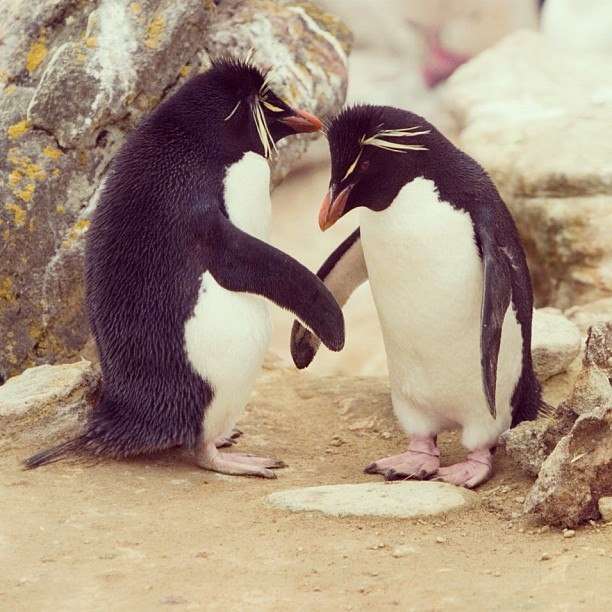 Żegnaj przyjacielu pingwinie puzzle online
