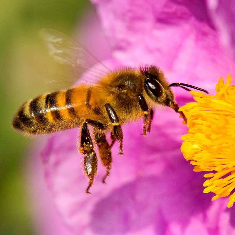 Pszczoła robotnicza puzzle online