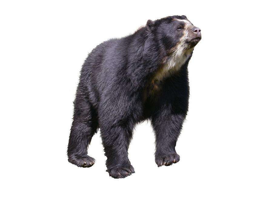 Spectacled Bear puzzle online