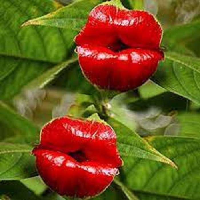 kwiat pocałunku puzzle online