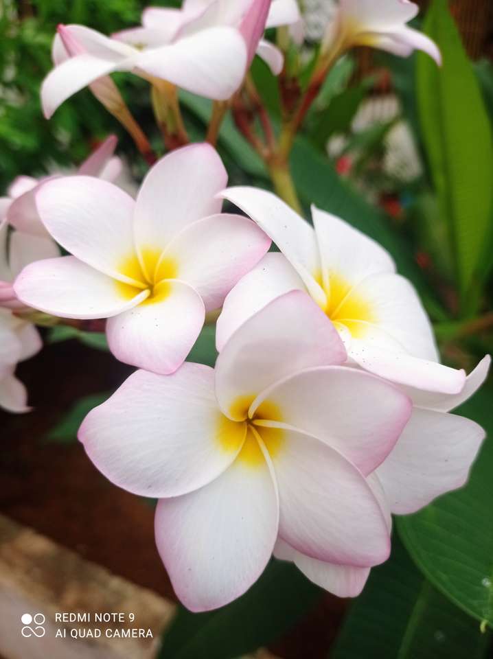 Tropikalne kwiaty puzzle online