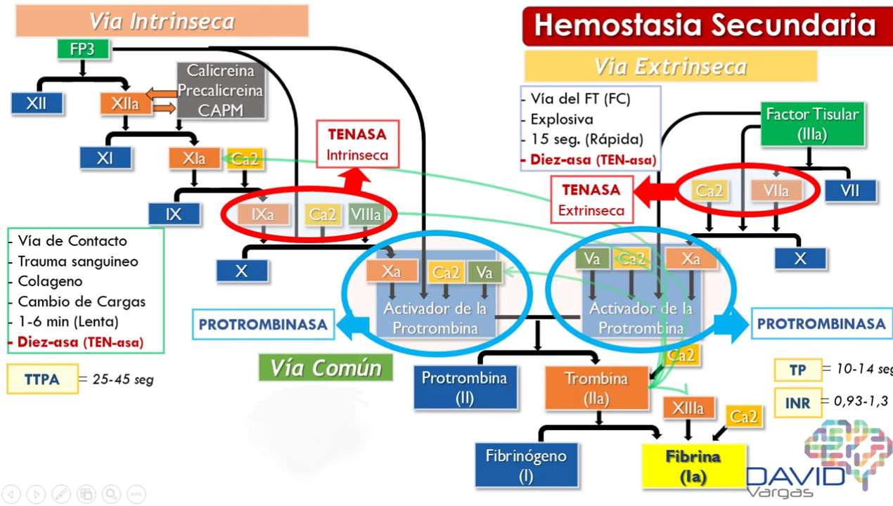 wtórna hemostaza puzzle online