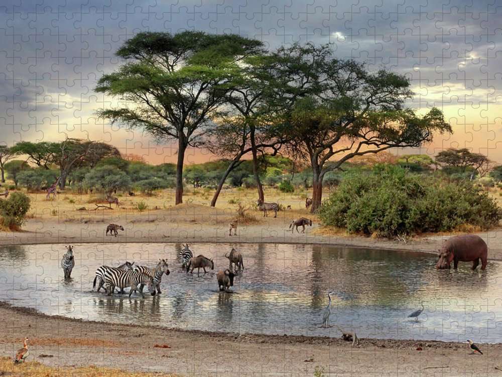 Afryka. Safari puzzle online
