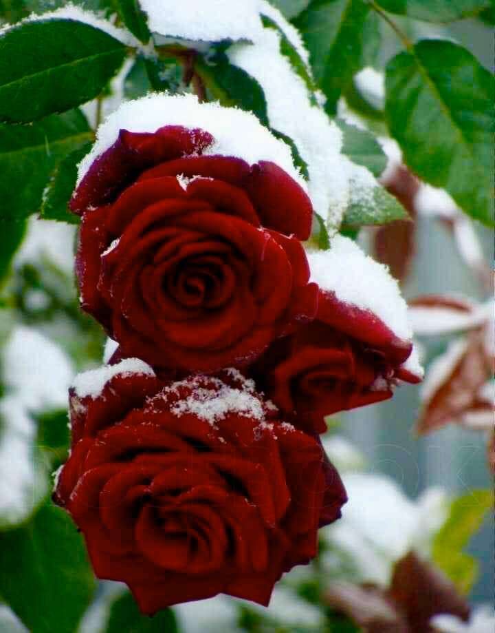 zimowe róże puzzle online