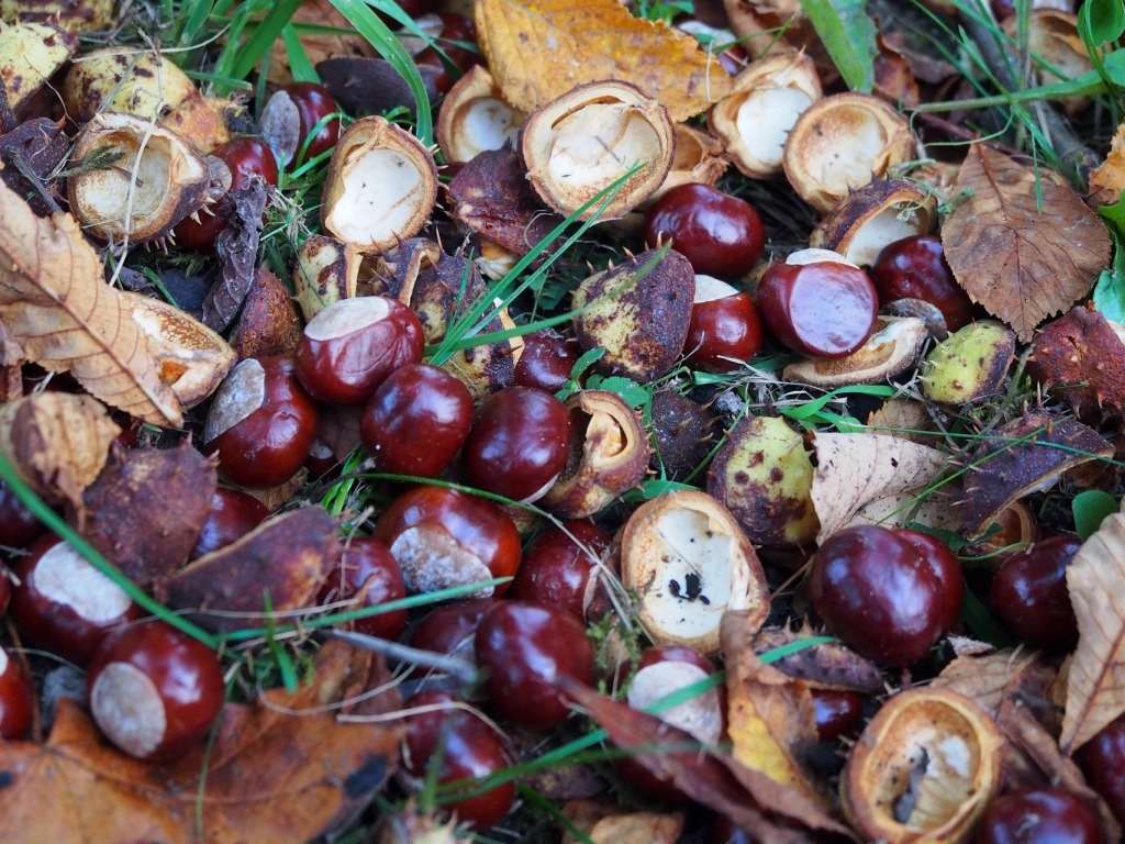 Zwiastun jesieni, urocze kasztany na ziemi:) puzzle online