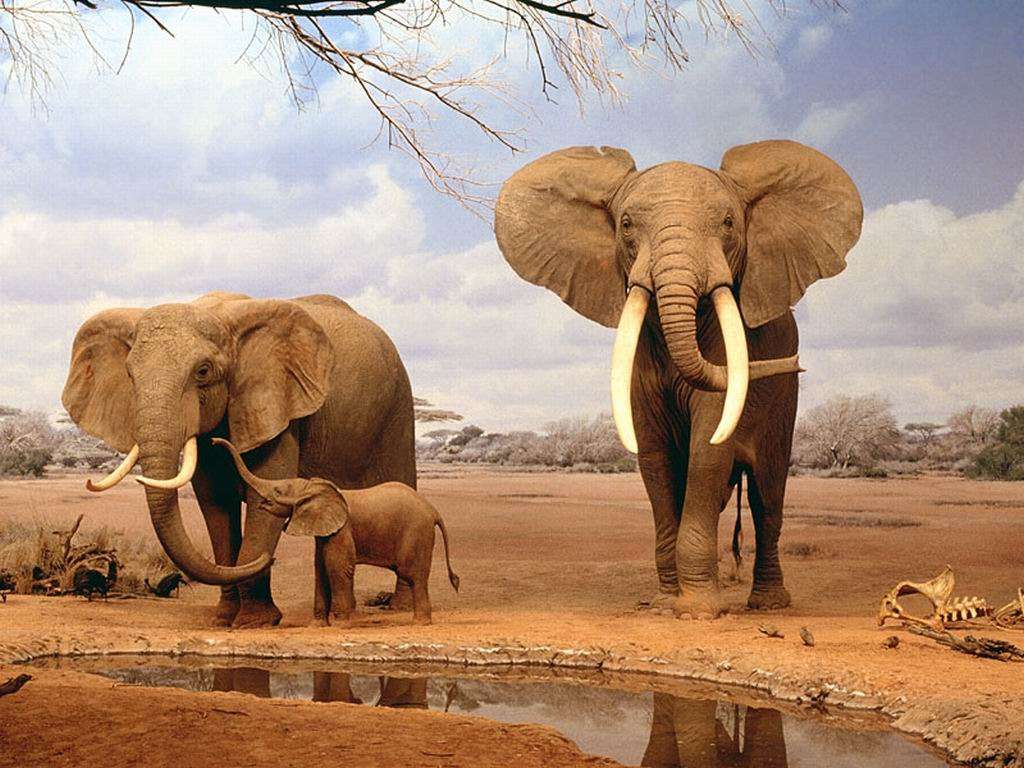 Rodzina słoni na sawannie puzzle online