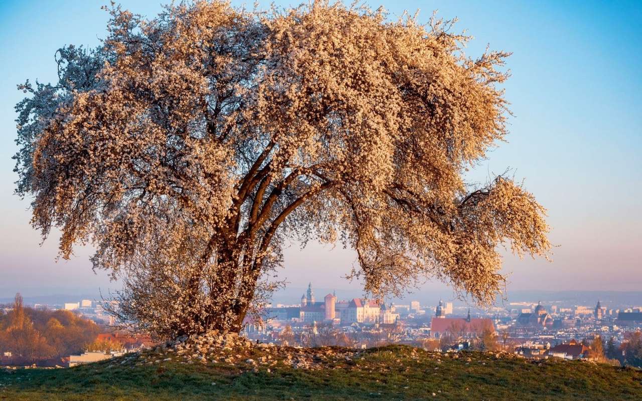 Polska-Kwitnące drzewo na kopcu Krakusa, cudo widok puzzle online