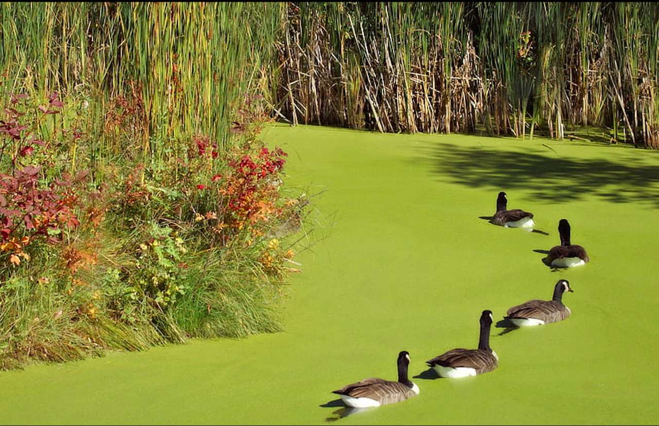 Kacza rodzinka na kwitnącym jeziorze, co za widok puzzle online
