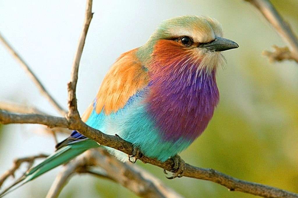 Kolorowy ptak na gałązce puzzle online
