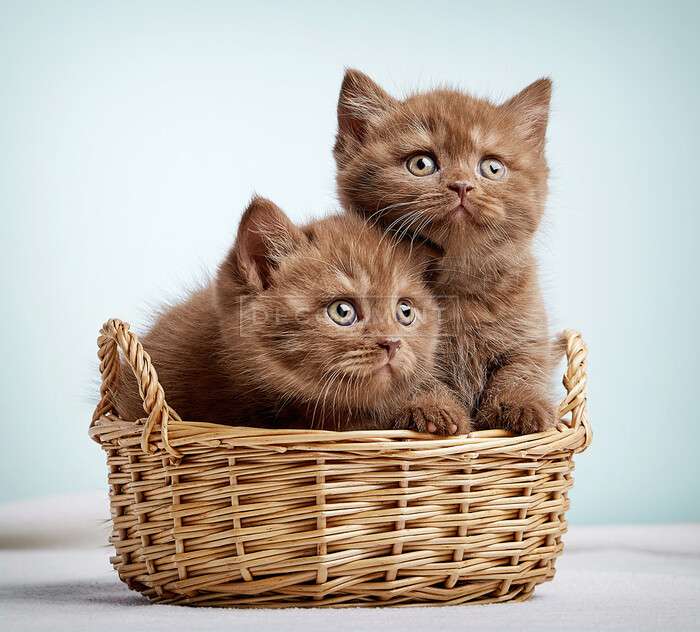 Dwa kociaki brązowe w koszu puzzle online