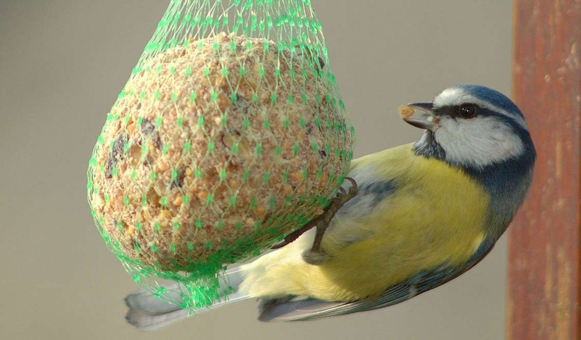 Karmienie ptaszka w zimę puzzle online