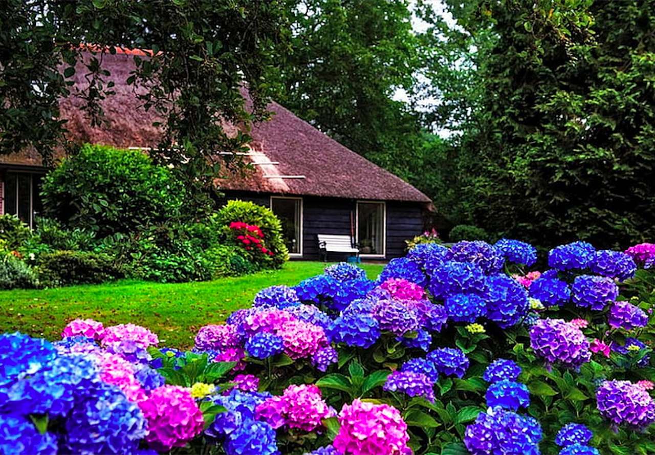 Hermosas hortensias de colores furiosos, hermosa casa - Puzzle Factory