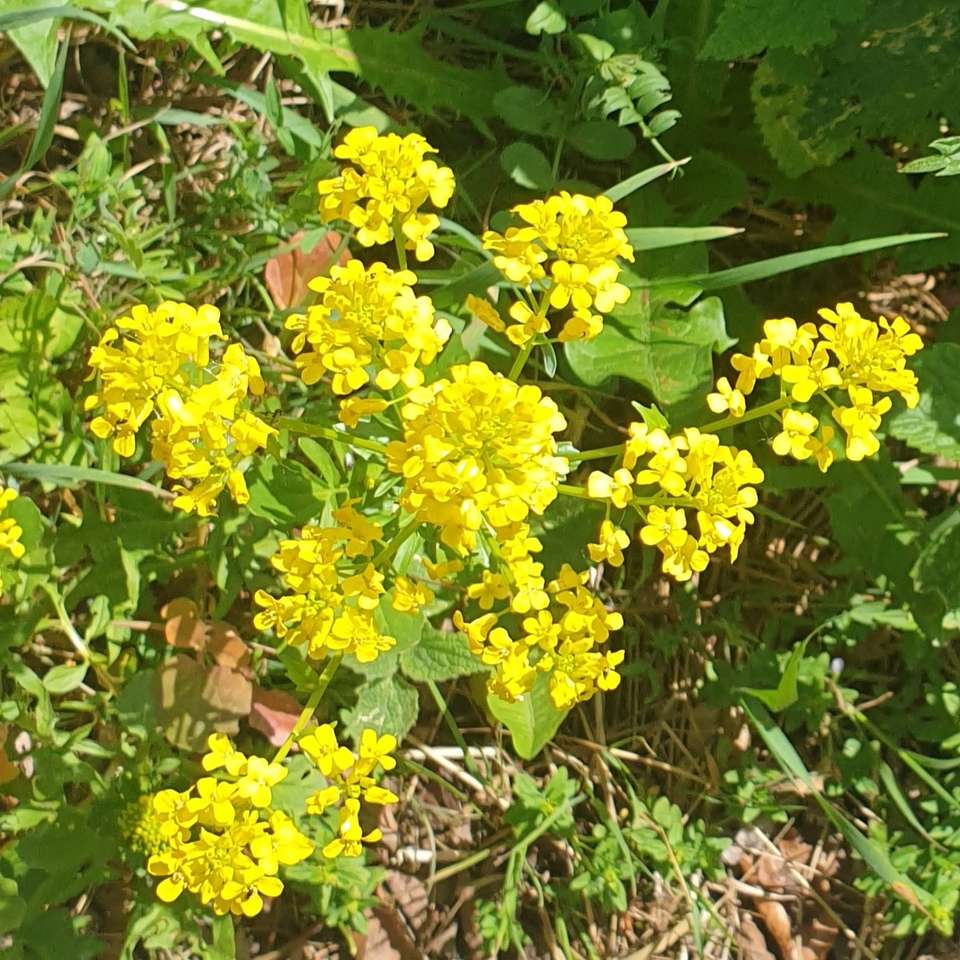 żółte wiosenne kwiatki puzzle online