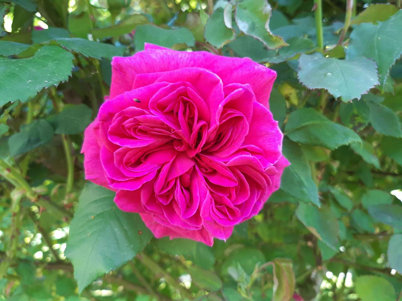 czerwono różowa róża puzzle online
