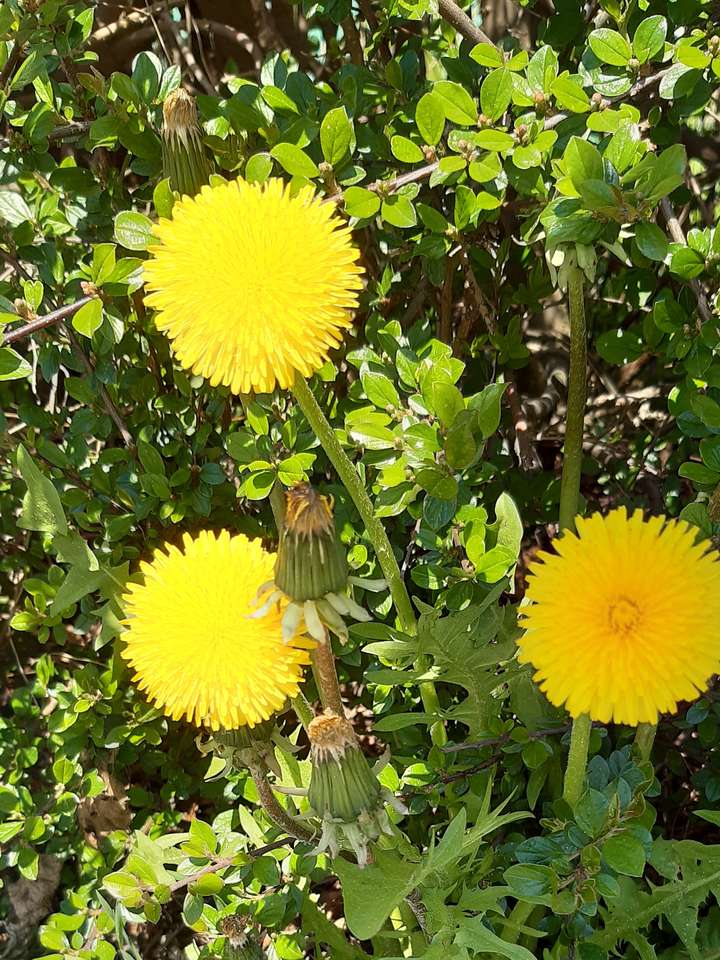 trzy żółte kwiatki w trawie puzzle online