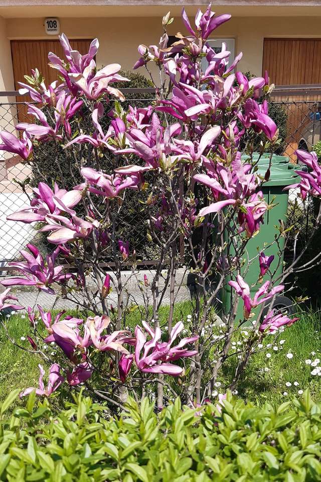 magnolia kwitnąca puzzle online