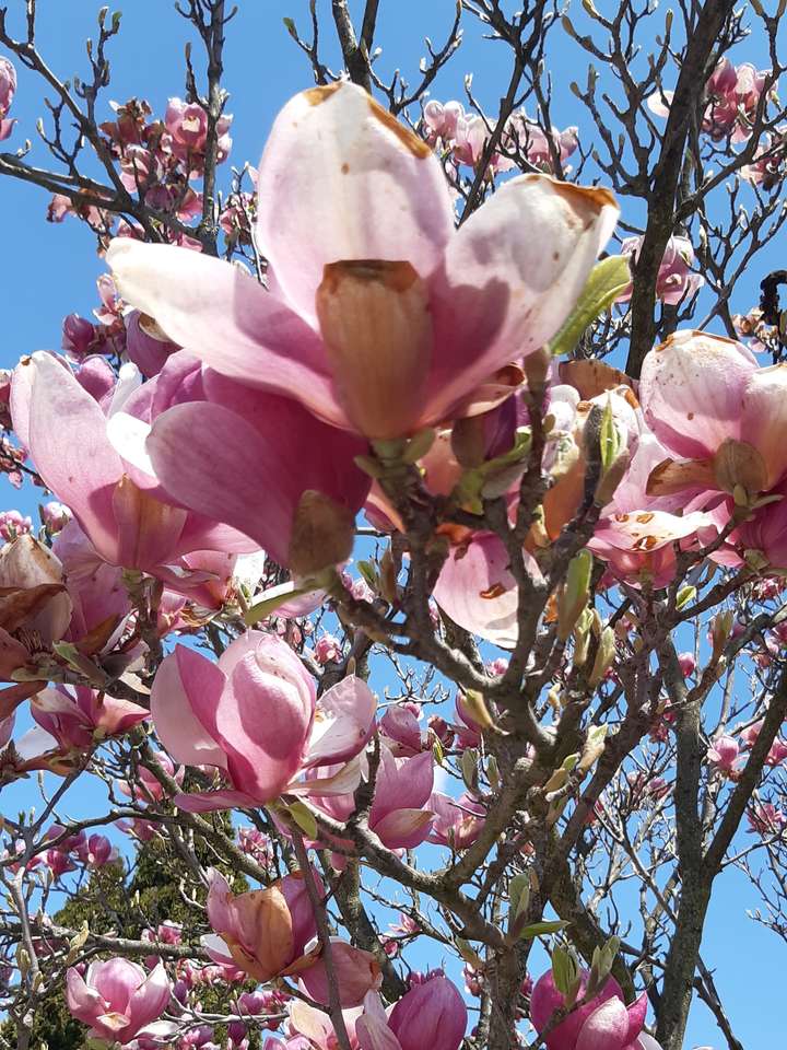 kwiat magnolii puzzle online